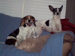 pet care cost