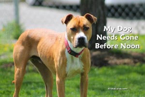my dog needs gone before noon