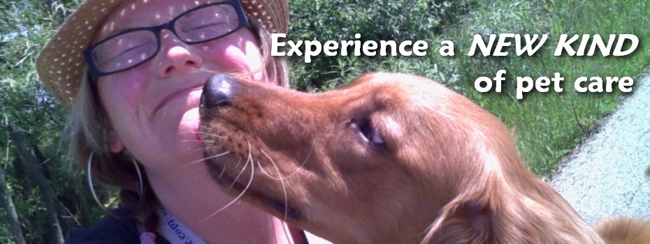 sit stay play in home pet sitting amp more llc pet sitting sit stay play in home pet sitting amp more llc pet sitting
