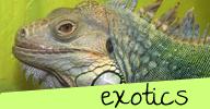 https://sit-stay-play.com/exotic-pet-care