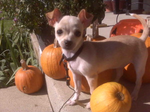 chihuahua puppy and pumpkins