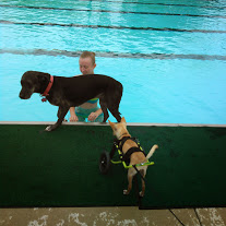 Dog in wheelchair at Drool in the Pool