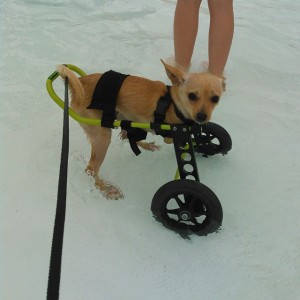 Sonny Going For A Swim In His Wheelchair