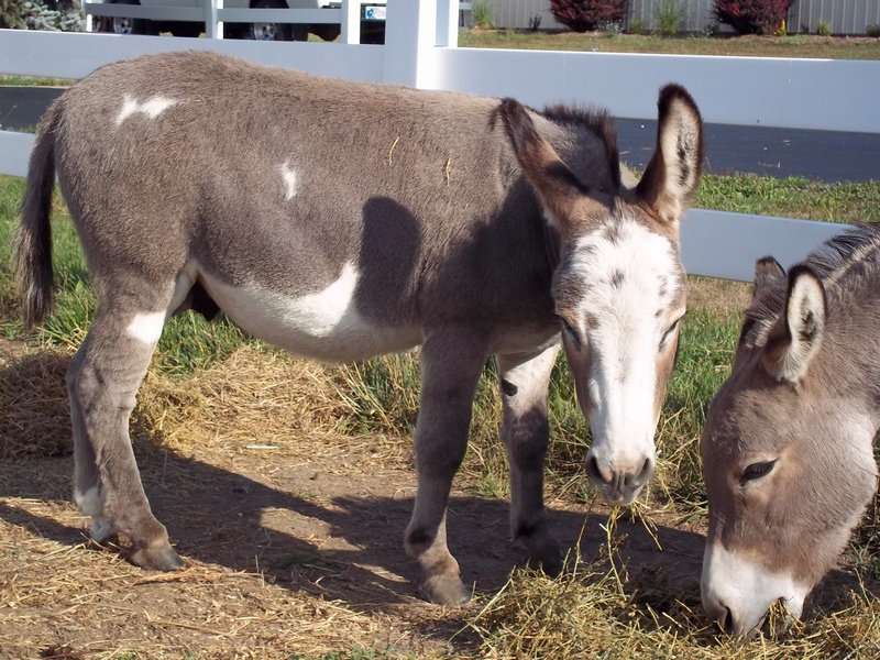 Farm Sitting Muncie, Yorktown and Anderson, IN by Sit-Stay ...