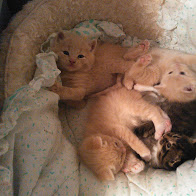 12 steps foster kitten