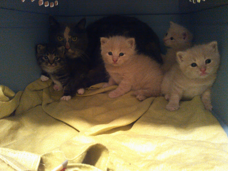 Raising A Friendly Foster Kitten In 12 Steps