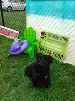 SonnyRoo waiting to Drool In The Pool in Muncie