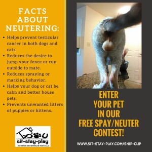 Enter Our Free Spay Neuter Contest 