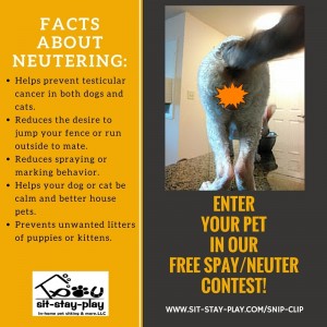 Financial Assistance To Pay For Spay And Neuter Surgeries