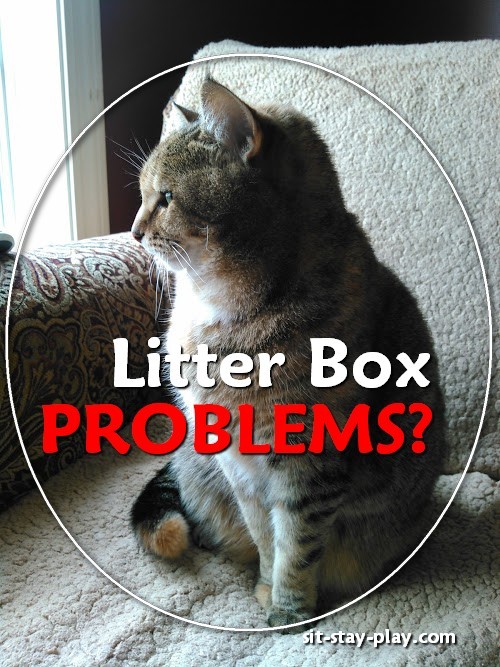 Litter Box Problems? Could Be Urinary Tract Infection