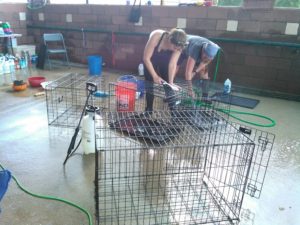 Cage and crate cleaning is just one way to help Louisiana animals at Lamar Dixon Expo Center.