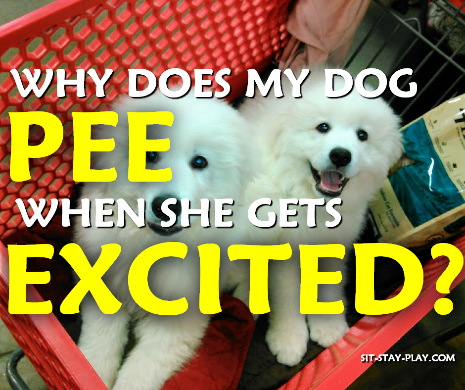 Why Does My Dog Pee When She Gets Excited, Is It Submissive Peeing?