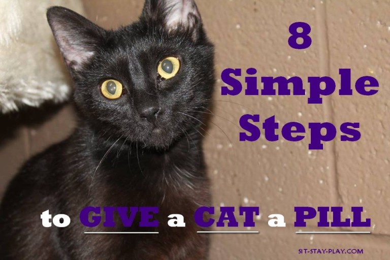 Picture of How To Give A Cat A Pill - 8 Simple Steps That are Easy