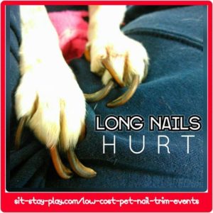 trim the dog's nails