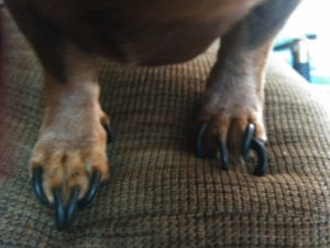 dog paws with long nails