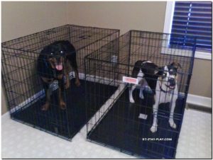 dogs in crates, Muncie Pet Sitter