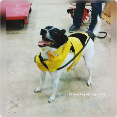 dog dressed in Halloween bumble bee costume