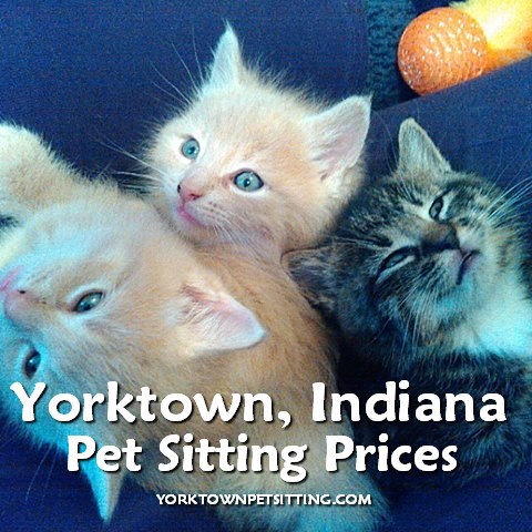 3 kittens, Yorktown Pet Sitting