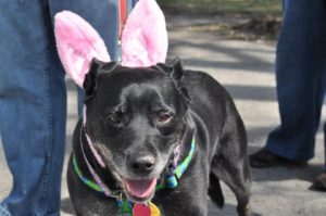 dog wearing Easter bunny ears