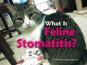 feline stomatitis