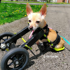 2 legged chihuahua in dog cart, doggy wheelchair