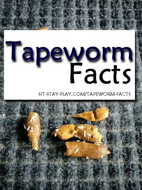 dog tapeworms