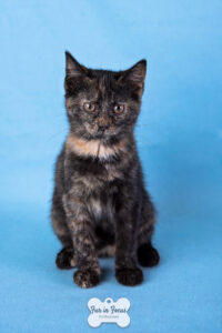 tortie kitten up for adoption