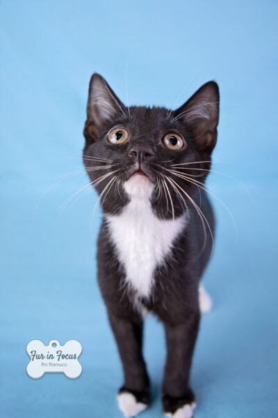 black and white kitten