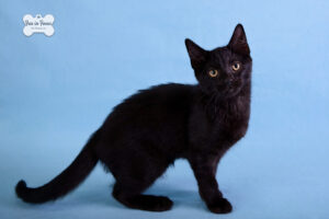 black male kitten