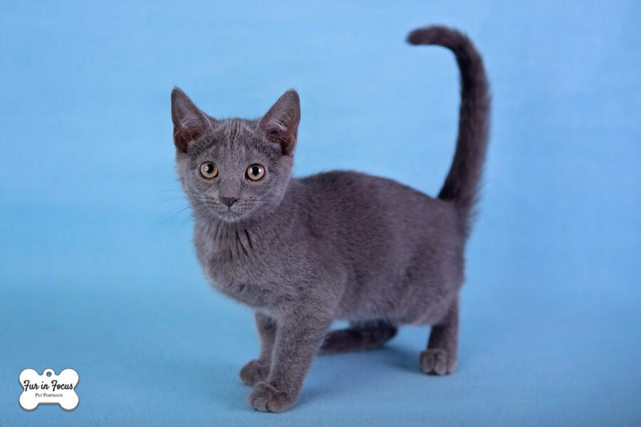 grey kitten up for adoption at PetSmart