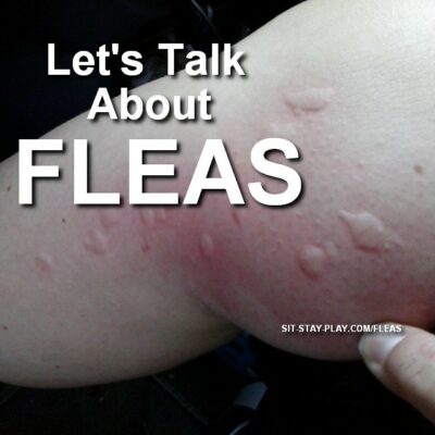 can humans get flea bites from dogs