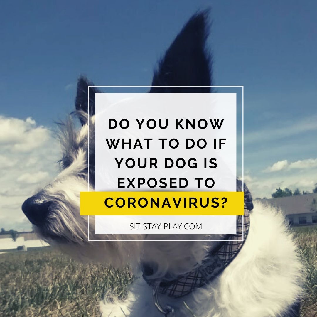 do you know what to do if your dog is exposed to coronavirus