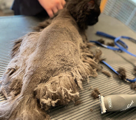 cat getting shaved down due to matting