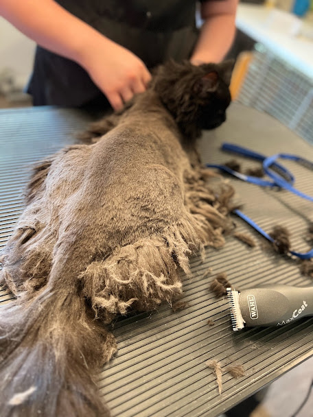 cat getting shaved down due to matting