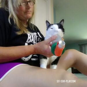 cat receiving asthma treatment