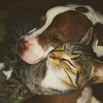 Pit Bull and Cat Sleeping Together